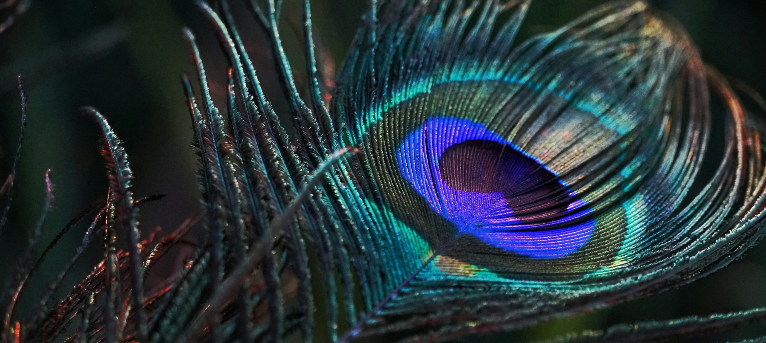 Can women read Vishnu Sahasranamam during periods?